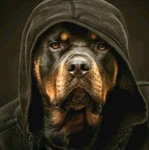 Meet your Posher, Clinton